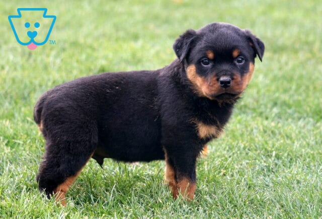 Marlow Rottie2 image