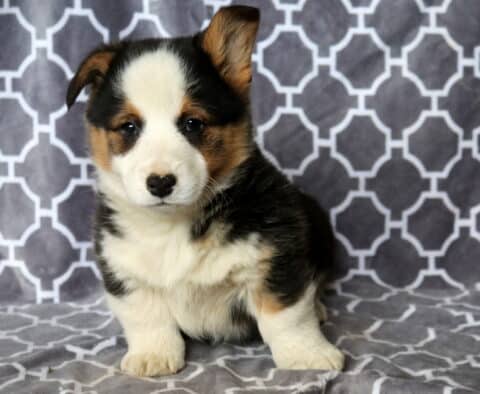 Marty Corgi