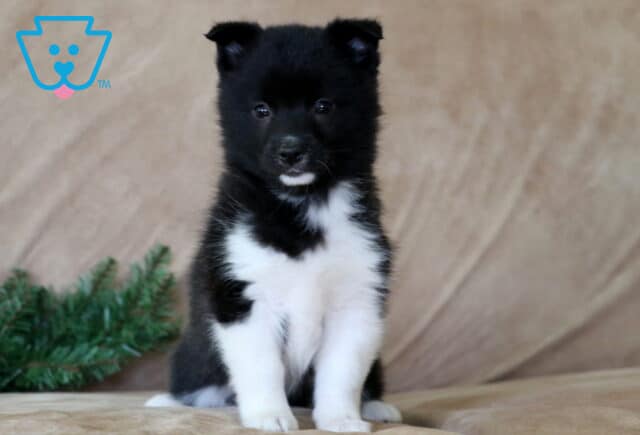 Marty Corgi Mix image