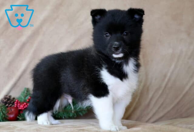 Marty Corgi Mix2 image