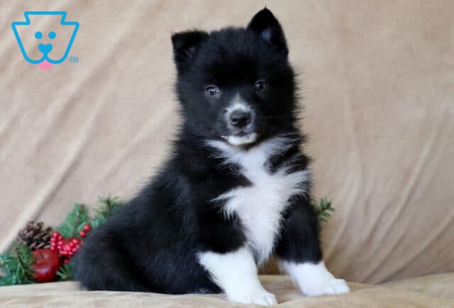 Max Corgi Mix2 image