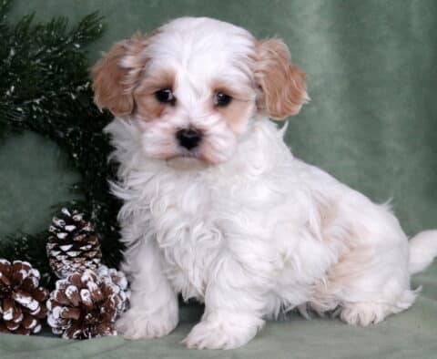 Maxy Maltipoo