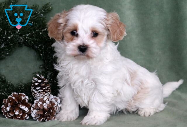 Maxy Maltipoo image