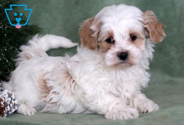Maxy Maltipoo2 image
