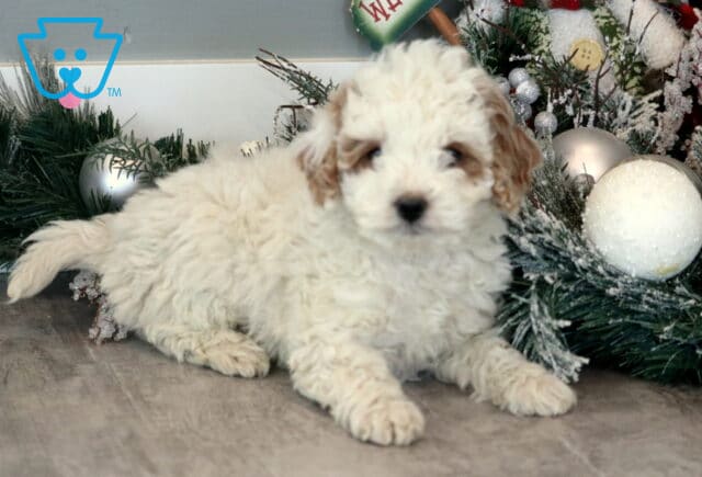 Mckenzie Mini Goldendoodle image