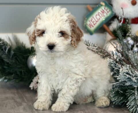 Mckenzie Mini Goldendoodle2