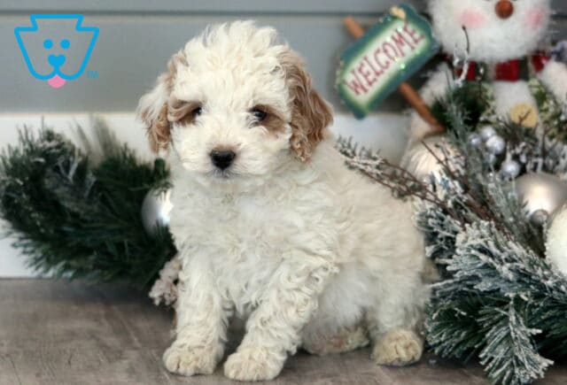 Mckenzie Mini Goldendoodle2 image
