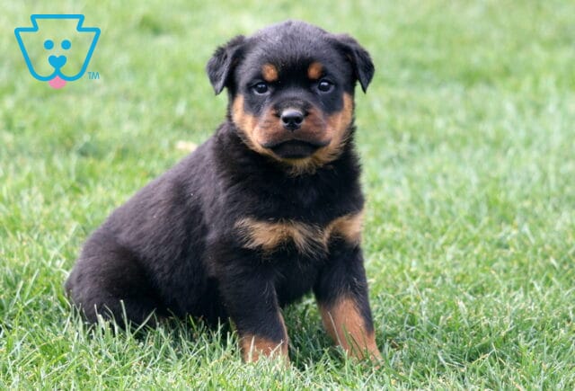 Mckenzie Rottie image