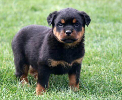 Mckenzie Rottie2