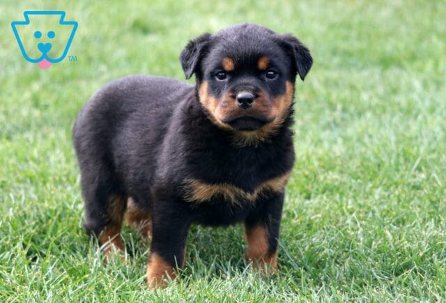 Mckenzie Rottie2 image