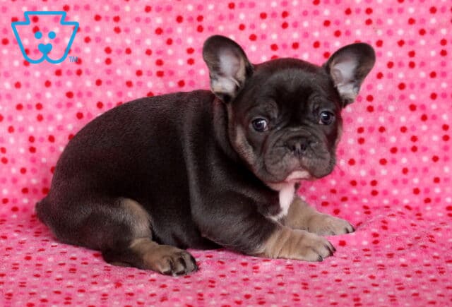 French Bulldog puppy lying on a pink polka-dot blanket, showing a dark brindle coat, bat-style ears, and a small white chest patch. image