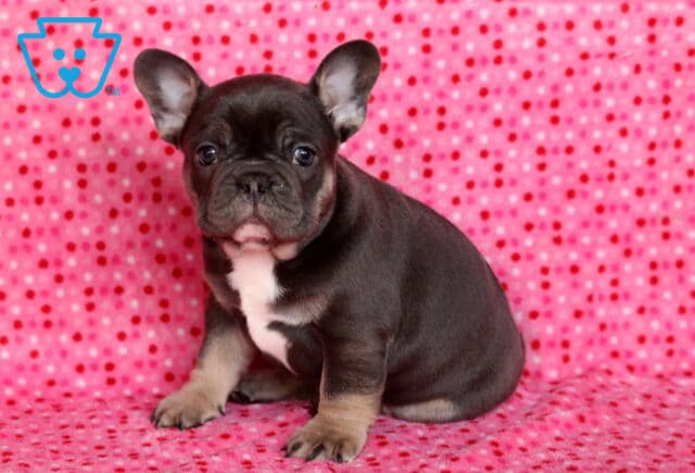 French Bulldog puppy sitting on a pink polka-dot blanket, featuring a compact build, bat ears, dark coat, and a white chest marking. image