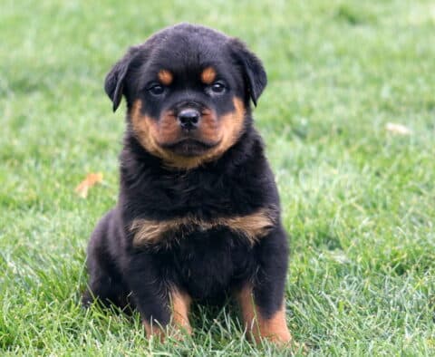 Meatball Rottie