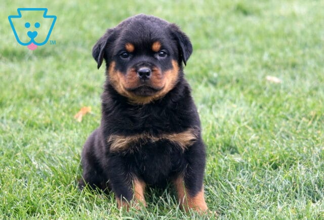 Meatball Rottie image