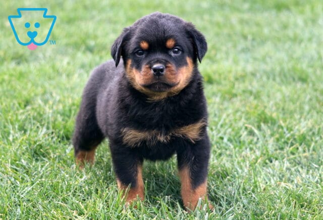 Meatball Rottie2 image