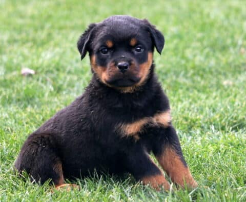 Mia Rottie