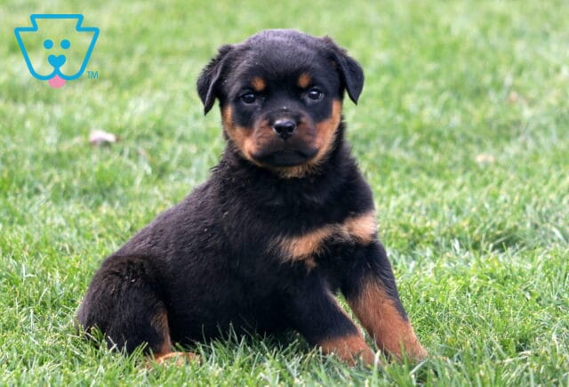 Mia Rottie image
