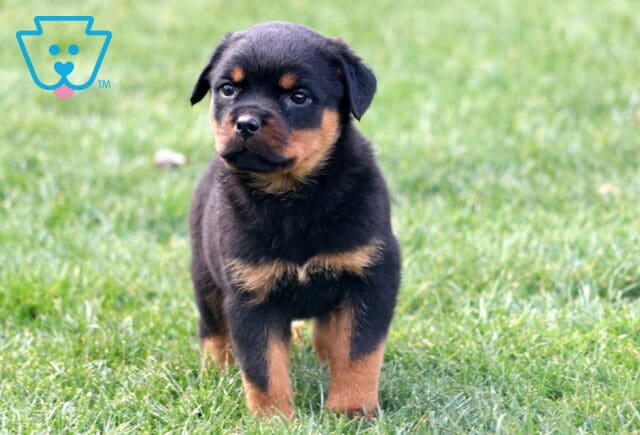 Mia Rottie2 image