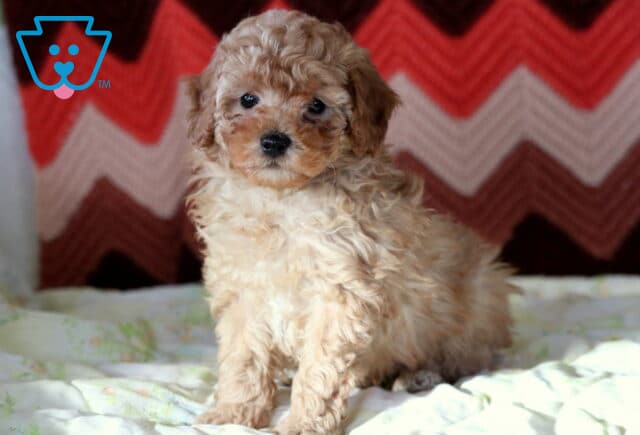 Michell Mini Poodle image