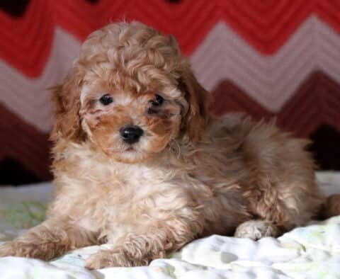 Michell Mini Poodle2