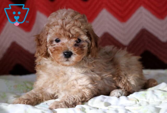 Michell Mini Poodle2 image