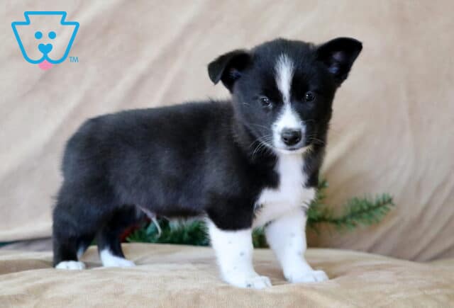 Mick Corgi Mix image