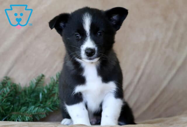 Mick Corgi Mix2 image