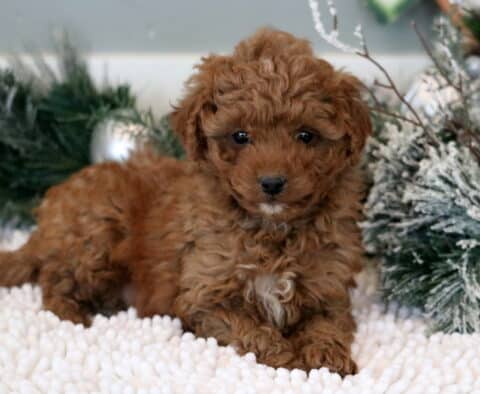 Mika Mini Goldendoodle