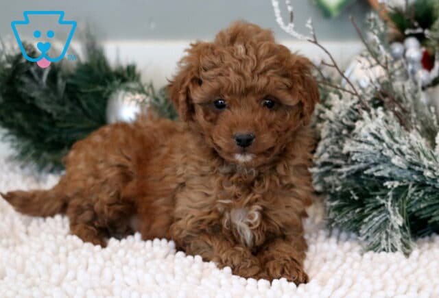 Mika Mini Goldendoodle image