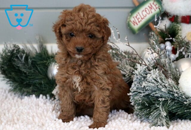 Mika Mini Goldendoodle2 image