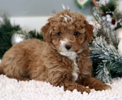 Miles Mini Goldendoodle