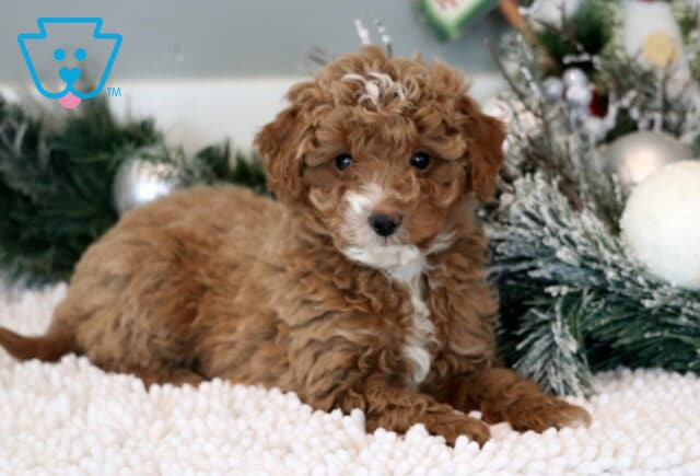 Miles Mini Goldendoodle image