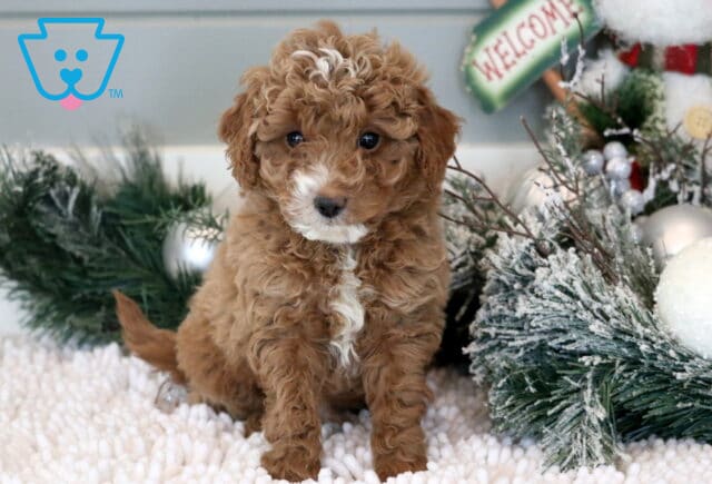 Miles Mini Goldendoodle2 image