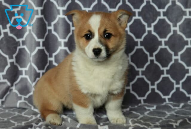 Milly Corgi image