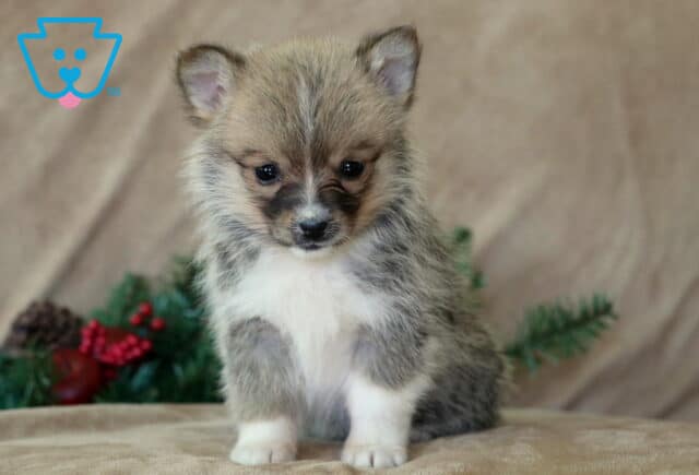 Milly Corgi Mix image