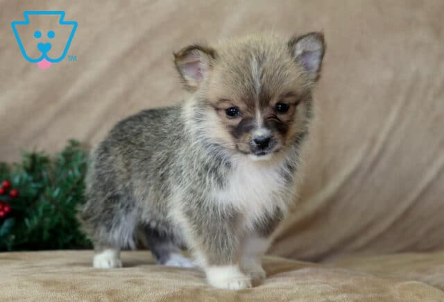 Milly Corgi Mix2 image