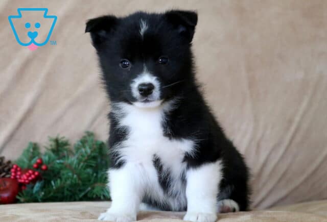 Milton Corgi Mix image