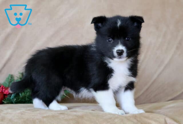 Milton Corgi Mix2 image