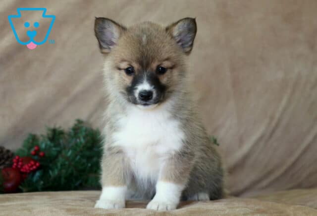 Mindy Corgi Mi image