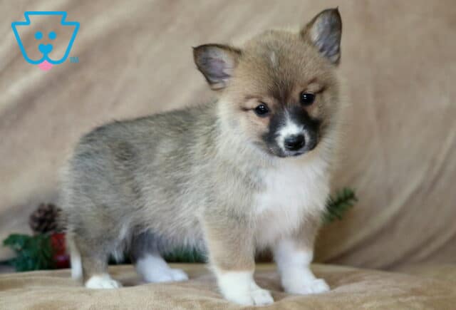 Mindy Corgi Mi2 image