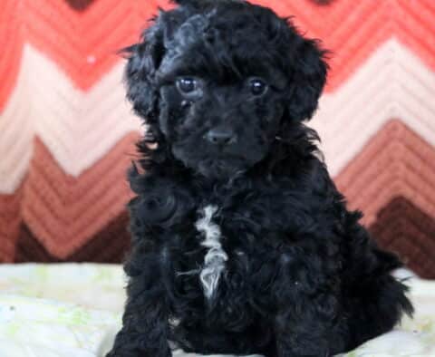 Mindy Mini Poodle