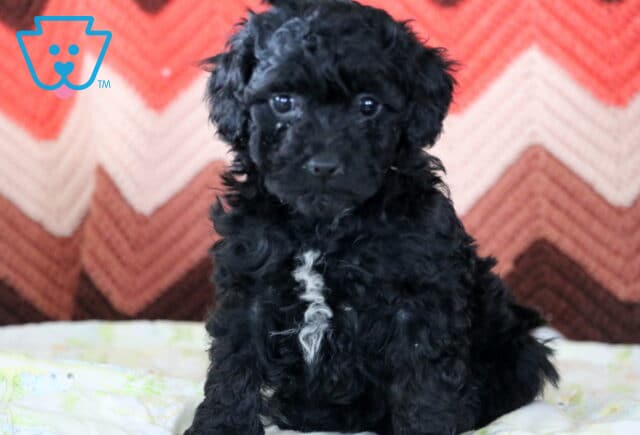 Mindy Mini Poodle image