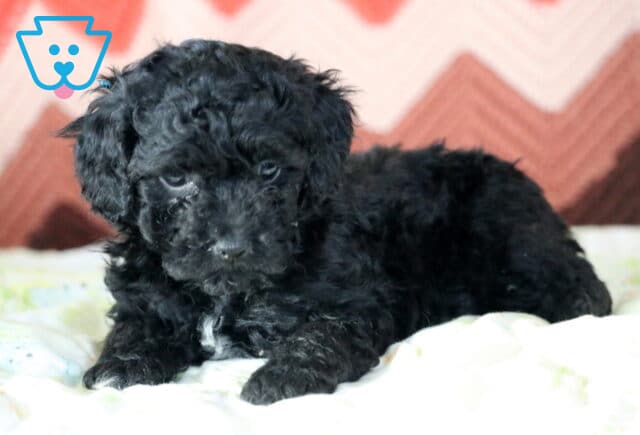 Mindy Mini Poodle2 image