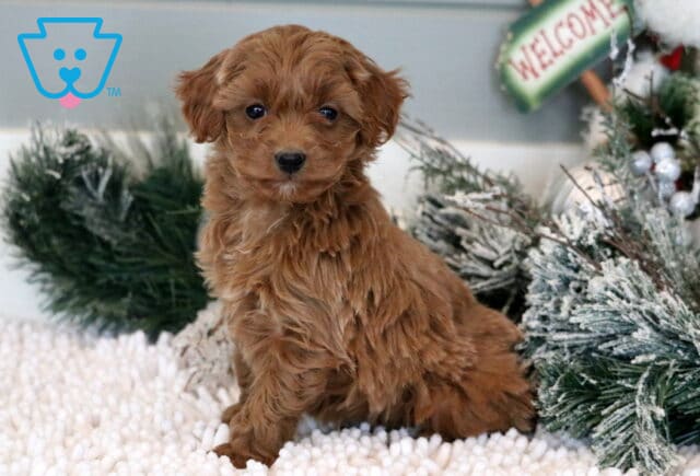 Minnie Mini Goldendoodle2 image