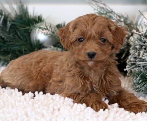 Minnie Mini Goldendoodle22