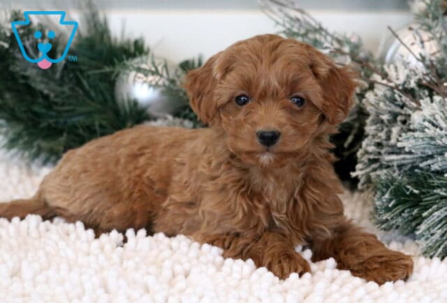 Minnie Mini Goldendoodle22 image