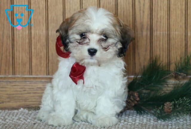 Fluffy Cavachon puppy with white and light brown curls sitting on a woven rug, wearing a red ribbon, with a rustic wood backdrop and pine greenery beside it. image