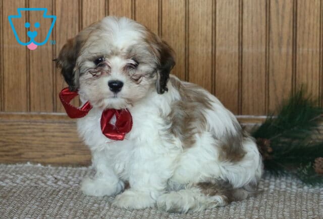 Cavachon puppy with soft white and light brown fur sitting on a textured rug, wearing a red ribbon, photographed against a wooden backdrop with pine greenery accents. image