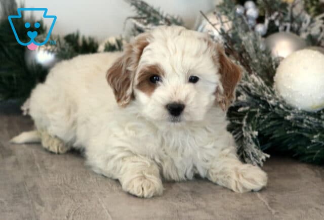 Muffin Mini Goldendoodle image