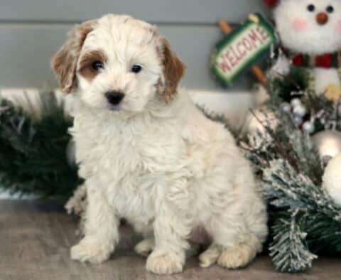 Muffin Mini Goldendoodle2